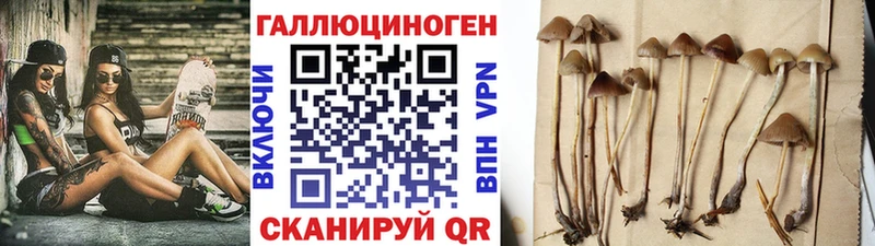 магазин продажи   Соль-Илецк  Галлюциногенные грибы мицелий 